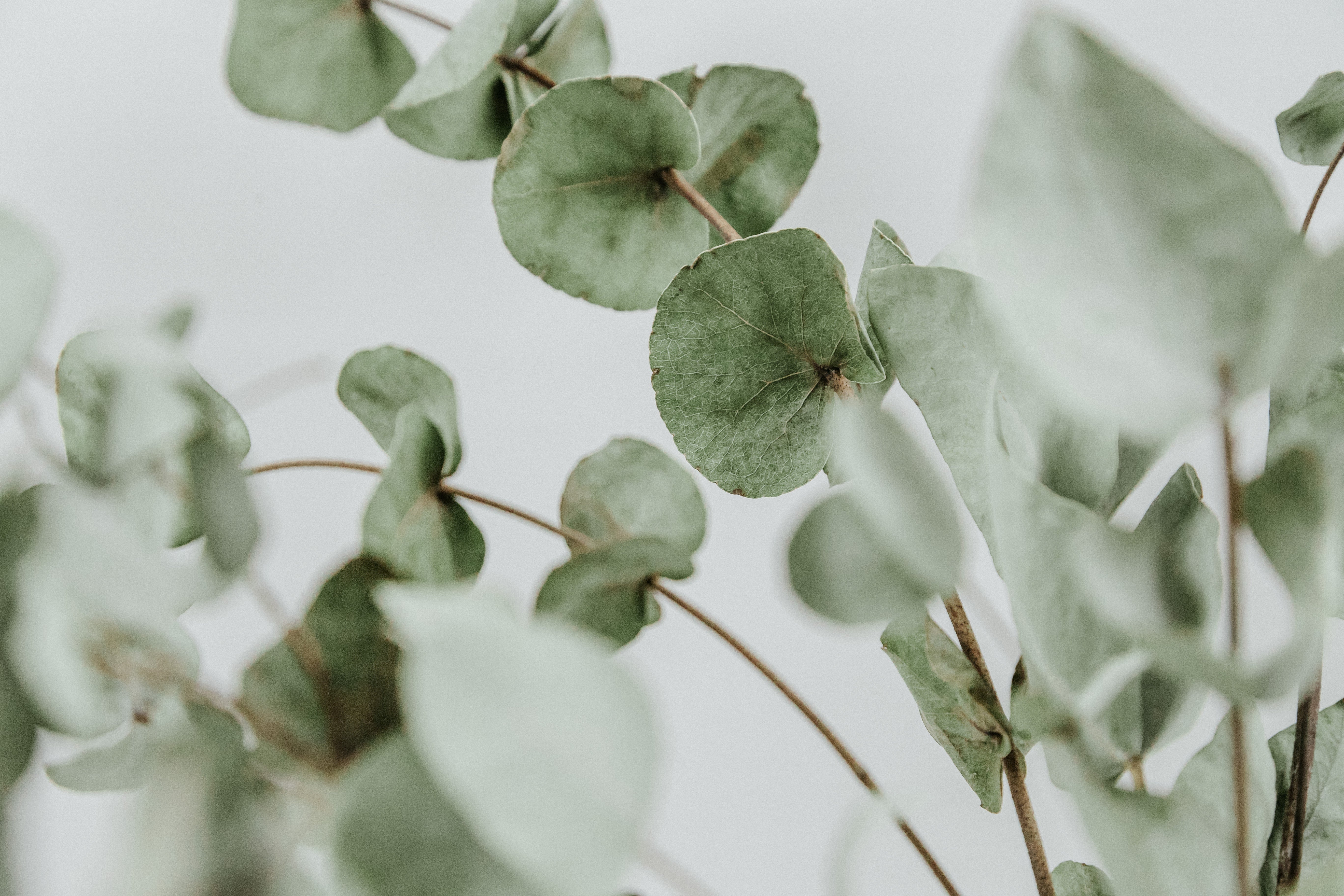 Unleashing the Surprising Power of Essential Oil Scents: Your Secret to a Happier Home and Office!