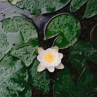 water lilly white flower on lilly pads in the water as a photo on the article Title: Mastering Mindfulness in a Hectic World: Insights from Almar Lurie, Confidence and Personal Development Life Coach