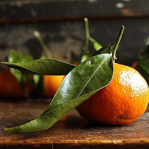 New Beginnings at the Autumn Equinox + Rosh Hashanah