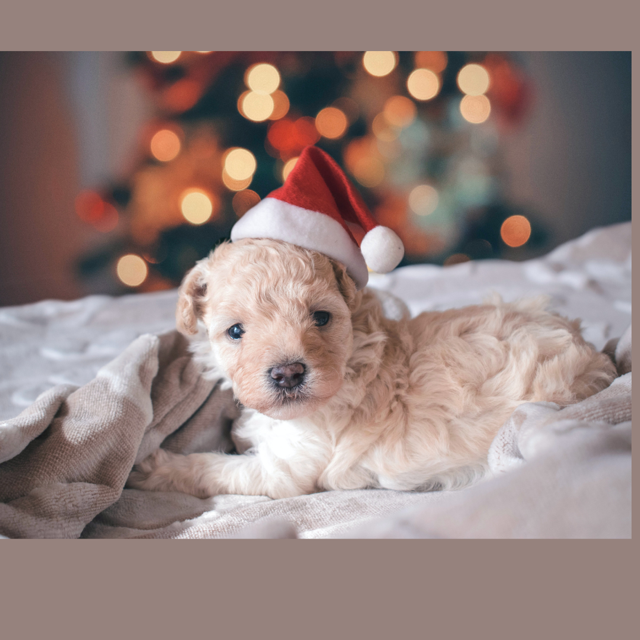 Shop The Only Gift You Need For The Dog Lovers In Your Life.